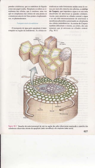 paredesceÌuÌósicas,quÈsÈembebendÈlíquido
conìoumpapeÌ-toalhâ.Simpl.ìslosÈrelèÌe.ìoci-
toplasmâdascéluÌas.queé contíruo.unìavez
queoscìtoplasÌnasdascéÌuÌâsdeÌrmapÌantase
conìunicaÌnatrâvésdefìnaspontesciÌophsnìáti-
cas,osplasnodesmos.
lìu rlilL:.rôl',r | ì,Li,i:rLi
O transporlede águapelo apoplastoé ìnter-
tunpìdo n! regiãoda endoderme.As célulasen
dodéÌnicasestãoioíeme:Ìeunidasumasàsou
lÍâsporÍreiodecÌnlurôesdesuberinâ.rs estriâs
deCâspar),quelmpedeÌna águae ossâisnelâ
dissolìirlosde atrâvessarasparedesceÌulaÍes.
Assìm.parapereÌraÍnocilìndrocemral.a águâ
e os saistêm necessâamentede ârraressârâ
meÍnbranaplssnátjcâpenetrandonocitoplâsmr
dascélulasendodérmica!.AsesfiâsdeCâspârv
l.ìmbéndilìculÌamo retorno,âocórtex.dossrìis
nineraìsquejá ennâraÌnno ciÌìndrocenrrâI.
(Fis.30.l)
iì:ari. ÍN : Deseihodêcodelron5vereode roizno reglõodospêlosobsoeeniesmotrondoo cominhodos
subsiônciosobsoíìdosotrovésdoopopLosto(setosyermêlhosJedo simposlo(sèrosozuis).
627
 