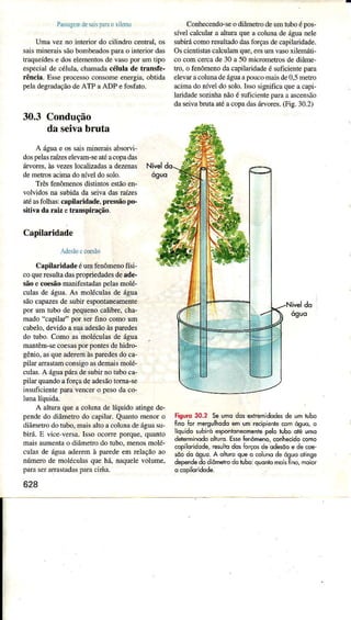 l'jlsx!endesr tdr. Ll.mr
Umâ vez no ìnteno. do cilindro centrâI,os
sâisminerâissãobombeadosparâo inteÌior das
trâqueídese dos eLementosde vâsopor üm tipo
especialde célula.chaìnadacélulâ de aransfe-
rênciã. Esseprocessoconsomeenergia.obtidâ
peÌâ degrâdaçãode ATP a ADP e fosfato.
30.3 Condução
Conhecendo-seo diâÍnetro de um tìrboé pos-
síveÌ calcuÌa.ra altura que â coluna de água nele
subirá como resultêdo dâsforças de capilâfidade.
Os cienÌistascêlculam que,err um vasoxilemáti-
co com cercâ de 30 a 50 nicÌlmetros de diâme-
tro, o fènômeno da capiÌâÌidade é suficiente para
eÌevâr âcoluna deáguaapouco mais de0,5 netro
âcimâ do níveÌ do solo. Isso significa que a capi-
laÌidâde sozinìa não é suficiente para a ascensão
dâ seivâbruÌaatéacopâdâsáaores.(Fig.30.2)
da seivabruta
A ásuae ossaismineraisabsorvi-
dospelasÌaízeselevam-seâtéacopadas
árvores.asvezesÌocalizadâsa dezenâs
demeaosacìmadoníveÌdosolo.
Trêsfenômenosdistintosestãoen-
volvidosna subidâda seivadasraízes
atéasfolhas:capilaridade.pressãopo-
sitiYadâ raiz etranspiraqão.
N;vel
óguÕ
Capilaridade
rdosi(ìccreliio
Câpilâridâd€ éumfenômenofísi-
coqueÌesultadasFopriedadesdeâde-
sãoe co€sãomânìfesÌadaspelasnÌolé-
cuÌasde água.As moÌécuÌâsde águâ
sãocâpazesdesubiÌ espontaneamente
poÌ um tubo de pequenocaÌìbre,cha-
mado'tapìlêr" por serfi
cabelo.devidoa sqaadesãoàsparedes
do rubo.Comoasmoléculasdeágua _
mêntêm-secoesasporpont€sdehidro-
gênio,âsqueâdêremàspâredesdocâ-
piÌararrastâmconsigoâsdemaismoÌé-
cuÌas.A águâpáÌâdesubiÌnotuboca-
pilarquandoaforçâdeÂdesãoioma-se
insuficientepalavencero pesodaco-
Ìunalíquida.
A âltüíâqueâ coÌunâdeÌíquido âtingede-
pendedo diâmetrodo câpiÌâr-Quanlomenoro
diâmelrodotubo,maisaltoacolunâdeáguâsu-
biÌá.E viceversa.IssoocoÍe porque.quânto
mâisâumenlâo diâmelrodo 1ubo,menosmoÌé-
cuÌasde águââderemà paÍedeemreÌâçãoao
númerodemoléculâsquehá,naqueÌevoÌume.
paraseÌâÌrastâdâspâÌâciúâ.
628
Figurc30.2 5e umqdosextremidodêsde umlubÒ
Íino6r mersulhodoe. um recipienlìecômóguo,o
iqlido subiróêsponlonêomenteDelotuboolé umo
dererminodoolruio.E*e fe"omeno,conhecidocomo
copiloridode,resuio dos6rçdsdeqdesõoe decoe,
sõodo ós!o. A ollu.oqueo.oluno dê ôguôÒtinse
dependedodìômetrodotubo:quonbmÒisÌlno,moior
do
 