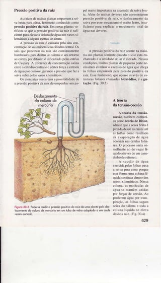 Pressãopositivada raiz
As ÍâízesdeÌnuitaspÌantasempurraÌna sei
va bruta p:ìÌaciÌna,1ênômenoconhecidocomo
pr€ssãopositiva dâ râiz. Em certasplanta!ve
rilicou-se que r pÌessãoposirivada raìz é sufi
cientepaÍaeÌevaracoÌunadeáguanosvalos xi
lenìÍticosâ âlgtrüsmetrosde aÌtura.
A tressãodâ raiz ó câus.ìdâpela alta con-
ccrtr.ção de!{i! mineraisno ciÌincìÌocentaÌ. Os
sâis quc pcDctramDâ râiz são continuamente
bonìbcrdospân dcnlro do xilelnâ e seuretomo
ao cóncr por difusãoó dilìcültrìdopeÌrìsestrìas
dc C.ìsp.ìr).A dì1ci:nçâde corcentrnçãosaÌina
cnrrco.ilindrc ccnl.rÌ c o córtci{l-orçââ erÍadâ
cìcáguaÌtorosmose.gcÌ{ndo rprcssnoquefàz â
sei!a subjrpeloslasos xiÌenráticos.
Os cientistasdescâÍâìÌ a possibilicÌâdede
a ffessão positìvada faiz descìÌpcnhârun1pâ-
Deslocome
docolunode
mercúrìo
pcÌ muito ìÌÌìpoÌtântenr ascensãoda seivâbru
1â.AléÌn de muÍês árlores não {preseDtâreìn
prcssão posìtiva da râì2, o deslo.ânrcDto da
seìl'apor esseÌnecaÍìismoó müit{) lcnto. insu
ficìente para explicaÍ o ììovinr€Dlo totâl dc
A pressãopositìvâ dã Íaiz ocone na maìo-
ria dasplantâssoìnentequandoo soÌoeÍá en-
charcâdoe â umid{de do ar é elelada. Nessrs
condições.muitrs plnntasde pequenoportene-
cessìtamelìÌniDaro excessodc águâqxe chegâ
às foÌhas empurada pelâ pÌcssãopcìsilìvâd.ì
Írìiz. Essefènômeno.qüe ocoDc atrrvós dc cs
iruturastìliares charÌìadâshidâtódios. é â gu-
tâção.(Fig.30.3)
A teoriâ
da tensão-coesão
A tcoria da tensão-
cocsão.tâmbém conheci
da como tcoria dc Dixon.
admireque a seila brutaé
puxãdâdesdeasraízesâté
âs Íolhas coÌìo resuÌiâdo
da eìapoÍação de águr
ocoffìdanascéluìaslblia-
res. O processoserÌâ se'
ÌnelÌìanteao de sugar Ìí
quÌdoatÍâvésde um canu-
A s!Ìcçno de,ìgua
cÌcr.idafelas f{nhaspuxr
r sciva t{râ cim{ po.que
cs1.ìlòrmr umâ coluDr lí
quidx coDtínuâdeúlÌo dos
uìbos xiìcmáticos. Ncssrì
coluDa.{s moÌócuÌrsdc
Ígu.ì !e maÌtêìì uÌidas
tor tofça! de coesão.Ao
fcrdereÌn águapof tr{Ìs
piração. as fdhls sugrm
seivr .nr rilcìna c todr â
colunâ Ìíquid.ì se clc! â
dcscìca.riz. (Fig.10.4)
Fisuro30.3 Podeiemediro prêsôoposrivado roìzdelmo plantopeo des
locomeniodo colunode mercúrloemumtubodevidroodoprodoo um.ôule
629
 