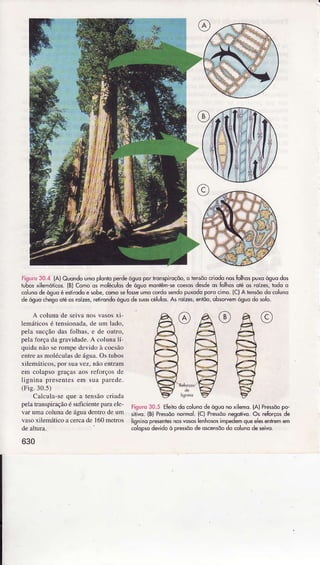 Figlro30.4 lA)Guondoumoplontoperdêóguoporhonspircçõo,o
'ensõô
.riodonosÍolhospuxoósuodos
tubosxilemóticos.(B)Comoos úôléculdsde óguomontêm+ coesosdesdêds folhosolé os roÍas, todoo
côlunodeóguoé êsÌÌodoe sohe,comoseÍo$eumocordosèndôpuxoddporocìmo.{C)Atènsõodo colunô
dêóguochegootêôsroízês,reftondoóguode,uoscélulôs.r'6 roízes,eniõo,obsoryemóguodô solo.
A coluna de seiva nos vâsosxi-
lemátìcosé tensionadà.de um lado,
pela sucçãodas folhas, e de outro,
pela força da gravidade.A colünâ Ií
quìda não se rompe devido à coesão
entreasmoléculasde águâ.Os tubos
xileìnáticos,por suâvez,não entÌam
enì colapso gÌaças aos reforços de
lignina presentes em sua paÌede.
(Fis.30.5)
CaÌcìÌâ-seque a Ìensãocriêda
peÌalrânspiraçãoé suficienteparâele
var umacolunadeáguadentrodeüm
vasoxilemáticoacercade I60metros
630
tiguro30.5 EÍeibdo colunodeósuonoxÌlemo.(AlPressõopo-
silivo. {B)Pre$õo nomol. (c) Prcssõonesolivo.05 rcÍorço! de
lignÌnopresentesnosvososlenhdosimpedemqueelesenlremem
coloosodevidoq ore*ood" oqcensdodo colunode*ivo
 