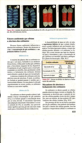 z
9
3
tìsuro30.8Àodelosdeêslômoicsdedicolilêdôneo(AeBledesromíneolc eD| {A)e lcl Esrômobsbchô
dos.{B)slDlEslômotosob€dos.
Fâtoresambientâisqueafetâm
a abertura dosestômatos
DiversosfâtoÌes ambientâisinfluenciam a
ab€Íturadosestômâtos,DentÍeeÌesdestacâm-se
aluz, aconcentraçãodegáscaÌbôtricoe o $r-
primento hídrico daplanta.
InÍluêrciad!Ìúz
A maiodâdasplaítâs abÍeosestômâtosas'
sim que o soÌ nasc€,fechando-osao anoitecer'
DessafoÌma,afolhapoderecebergáscaÌbônico
pâraa fotosúnteseenquantohá luz disponível
O suprimentodegásoxigêniopârâarespiÍação,
âcumuladonomesófilo.duÍagerâlmenteanoite
inÌeirae o fechâmentodosestômatosdiminui
sensivelmenteapeldadeáguaportrânspirâção.
A aberturacompletadosestômatospeÌâma-
nhãÌevacercadeumahora.A taÌde,osestôma-
tos fechâin-segradativâmenteà medidaque â
luminosìdadediminui. SeumaplantaécoÌocada
repentinamenteno escuÌo,poém, osestomatos
fechâm-secommaioÍÌapidez.
ÌnfluênciadoCOl
Osestômatosseabreúquândoaplantaésub-
metidaa baixasconcentraçõesde gáscaÌbônico
(Cq) e sefechamquândoa concenÌÍâçãodesse
gássetorna elevâda.O mecânismorcpresenta
umaadaptaçãoÌ€Ìâcionadaàfoiossíntessseocor-
re acúmulode CO, no mesófilo,issoprovâvel-
mentesignificaqueessegásnãoesú maissendo
usadopâraâfotossíntesedevidoàfaltadetuz
lnfluônciadorupÌinÌcnrohíddco
A disponibiïdadedeáguano soÌo,ou seja,
o suprimento hídrico de que a plantadispõe,
exercegrandeitrfluêncianosmovimêntosesto-
máticos.Sefaltaráguaparaaplanta,otlÌrgoÍ das
células-guaÌdâsdiminui e os estômatosselè-
cham.Issoocorremesmoquehajaluz disponí
vel paraa fotossíntesee quea concentrâçãode
gáscaÍbônicono Ìnesófilosejabaixa,pÍotegen-
doaplantadadessecação.(Tab.30.1)
Tobelo30.1 Foloresenblvidosnoobeauroe fecho-
Mecanismode abeÌtura e
fechamentodosestômatos
Os estômatosseabremquândoascélulas-
guaÌdasâbsorvemáguaetomam-setúrgidas.Re'
centementesedescobriuqueo aumentodetur
gor dascéÌulas-guardasocorredevidoà mìgra'
ção,parâseuinteÍioÌ, deíonspotássio(K+)pro-
venientesdascélulasviziúas. (Fig. 30.9)
tm presençadelu7ouembairâconcenúa-
ç.iodegâ<cdrbóruco.ronspo!a..ioçãobombea'
dosparâo inleriordacélula"-guardâs.lrçoÍar
aumen,aro turgorde.sa5célula5eo e.ÍónÌâtose
633
Ër!'"""$'
ôii,àtit il
ConcentroÉodèCO,
 