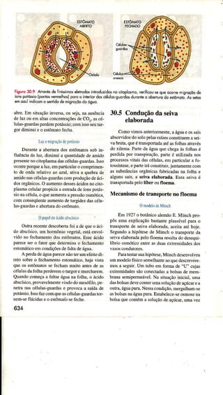 Fisuro30.9 Airovésde ffníssiftoselehodosinhoduzidosno citoplosmo,veriÍicou5equeo(oÍe mqrocòode
iols po'oejoíportos"emehosìoo.oo inte.iordoscèlulosguo.dosdu.o.teo ooêr'u( do esrôaod Aj setos
emozulindicomo sentidodêmigroçõodo oguo.
abfe.Em situaçãoìnversâ,ou seja,naausência
deluzouemaliasconcentrâçõesdeCO,,ascé-
luÌas-guardasperdempoÌássio;comissoseurw-
gordiminüi eo estômatoíechâ.
LuzenrigÌrçiodetotársio
DuÍantea abeÌÌuradosestômarossobìn-
fluênciâdâ ]uz,diminui a quântidadede amido
presentenocÍoplasmadascéÌulâsguardas.Isso
ocorreporquealuz.empaÍicuÌâÌ o comprimen-
to de ondârelativo ao azüÌ, âtiva a quebrade
amidonâscélulas-guârdascon produçãodeáci-
dosorgânicos.Oâumen|odessesácidosnociro-
pÌasnâcelularpropiciââ €ntradadeíonspoús-
sionâcélula.o queaumenrâapressãoosmóÌica,
comconseqüenteâumemodeturgidezdascéÌu-
Ìas-guârdâse abeÌhrradocstômato.
0 papcldoácidoxbcíslco
OutrarecentedescobeÌtafoi adequeo áci
do âbscísico.um hormôniovegetal.esiáenvoÌ-
vidono fechamentodosestômatos.Esseácido
parecesero fator quedeterninâ o fechêmenro
estomáúcoemcondiçõesdefâltâdeágua.
A perdadeáguâpârecenãoterume1èirodi-
reto sobreo fechâmentoestomático,haja vistâ
que os estômâtossefechan muiÌo antesde as
célulasdafoÌhâperderemo turgoremürchâÍem.
Quândoconeçaâ fâIlÂráguanafbÌha,o ácido
abscísico,provaveÌmentevindodomesófìÌo,pe
neÌranâscéÌulas-guâÍdase provocaa saídade
poÌássio-hsofazcomqueâscélulas-guardasror-
nem-seflácidase o esrômatosefe.he.
634
30,5 Conduçãoda seiva
elaborada
Comovimosânteriormente.aáguaeossais
abso ìdosdosolopelasrâízesconstiiuemasei,
va bruta,queétrânspoÍadaaréasfolhâsatravés
do xiÌemâ.PâÌl€daáguâquechegaàsfolhasé
perdidapor trânspiração,paÍe é uriÌìzâdânos
processosviÌaisdascélulâs,empaÍicuÌara fo
tossíntese,epaÍe iráconstiruir,juntamenrecom
as substânciasorgânicasfâbÌicadasna folhâ e
aÌgunssais,a s€ivaelaboradâ.Essase;vâé
aanspoÍâdâpelolíber oufloemâ.
Mecanismodetransportenofloema
0 iÌodeÌoLìrllJiinch
Em 1927o botânicoalemãoE. Mürch pro-
pôsulnaexpÌicagãobâstantepÌausívelparao
transpoÍede seivâelaborâda.aceiiaaréhoje.
Segundoa hipóÌesede Münch o transpoÍe dâ
seivaeÌaboradapeÌofloemaresultadodesequi-
líbrioosnìóticoentreâsduasexrremidadesdos
ParatesÌaÌsuâhipótese.Münchdesenvolveu
umÌnodeio1ïsicosemelhtuìteaoquedescrevere
mosa seguir.Urn tubo em foma de "U" cujas
extÌemidadessãoconecÌadâsa bolsasdemeÌn
bÌanasemipermeável.Nâ situaçâoiniciâÌ, ürna
dasbolsasdeveconterumasoÌuçãodeaçúcaÌeâ
outra,águapurâ.Nessacondição.rnergulham-se
asboÌsasnaáguâpurâ.Estabelece-seosmosenâ
bolsaquecontéma soluçãodeaçúcar,umâvez
 