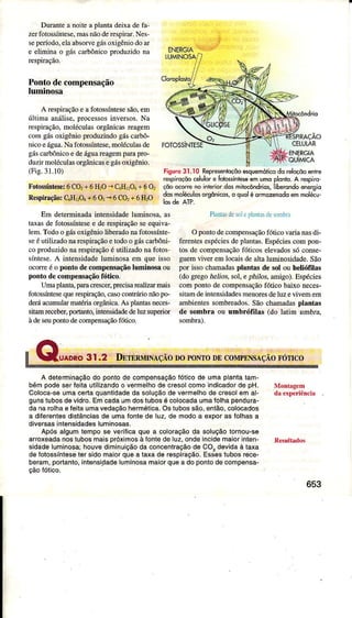 Durânteâ noite a plântadeixade fâ-
zer fbÌossíntese,masnãode respìrâÌ. Nes'
seperíodo, eÌâ absorvegásoxigênio do âÌ
e eliminâ o gás caÌbônico produzido nâ
respiÌação.
Pontode compensação
luminosa
A rcspiraçãoe afotossírÌtesesão,em
últimaanálise,pÌocessosinversos.Na
respirêçáo.moléculasorsânicasreâgeÌn
comgásoxisêniopÌoduzindogríscaÌbô-
nicoeágua.Nafotossíntese,molúülas de
sá, carbônicoedeásra reagempaÌapro-
duzirmoléculasorsânicasegásoxisênio.
(Fis.3l.l0) figurc 31.10 Rêpresenlôçõoesquemóti@do rêloçõôenlrc
retpnoçóocelulor. foto*rnreseer Lmoplollo A .êspi'o
cdodo,e nÕin€.iordosmitocóndos,'ibeÍoldoenêrgio
ddsmoléculosorgônicos,o quolêormozenodoemmdeu
Em determinadaintensidadeluÌninosa.as
tâxasdefotossíntesee derespiÌaçãoseequiva-
lem.Todoo gásoxigêniolibeÉdo nafotossínte-
seéutilìzadonarespiraçáoetodoo gáscarbôú-
co produzidonarespiÌaçãoé utilizadonafotos
síntese.A intensidadeluminosaerÌ queisso
oconeéo ponto decompensâçãoluminosâou
ponto decomp€Ísâçãofótico.
Umaplantâ,paÌâcrescerpÍecisarcâlìzaÍÌnais
tbtossíntesequerespiração,câsoconirárionãopo-
deráacumuÌaÌÍìâtériaorgânìcâ.Asplantasneces-
sitamrccebeÌ,porúnto,ìntensidâdedeÌuzsuperior
àdeseupontodecompensâçãofótico.
Pl ìituder,lJrr.DitrdÈ,ìrÌr
Opontodecompensaçãofótico varianasdi-
ÍèÌentesespéciesdeplantas.Espéciescompon-
tos de compensaçãofóticoselevadossóconse-
guemviver emÌocaisdeâltaluminosidade.São
poÍ issochamadasplãntâs de sol ou helióffIâs
(dogÌegoneÌios,soÌ,eptr-Ios,arnigo).Espécies
com pontodecompensâçãofótico baixo neces-
sitâmdeìntensidâdesmenoresdeluzevìvernem
âmbientessombreados.SãochamadâspÌantâs
de sombÌâ ou umbrófiIâs (do 1aÍimunbn,
..i
ENERGIA"T'.:.r':
'ï,"/
A determinaçãodo pontode compensaçâofólicode umaplantalam-
bémpodeseríeiìaulilizandoo vermelhode cresolcomoindicadoÍde pH,
Coloca'seumacertaquanlidadeda soluçãodevermelhode cresolemâl-
gunslubosdêvidro.Emcadaumdostubosé colocadaumaíolhapêndura-
da narolhaeíeitaumavedaçãohermética.Ostubossão,ênlão,colocados
a difêÍentesdistânciasdê umafontedê luz,de modoa êxpoíasÍolhasa
diversâsintensidadesluminosas.
Apósâlgumtempose veriÍicaque a colorâçãoda soluçãotornou-sê
arroxeadânoslubosmaispíóximosàÍonle deluz,ondeincidemaiorintên-
sidadeluminosaihouvediminuiçãodaconcenìfaçãode CO,dêvidaà taxa
deíotossíntesetersidomaìorquea taxade fespiÍação.Esseslubosrece-
bêram,portanlo,intensidadeluminosamaiorquea dopontodêcompensa-
çãolótico.
653
 