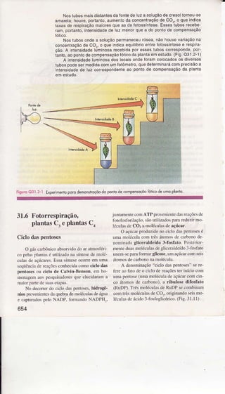 Nostubosmaisdistantesdafontede lLlzâ soluçãodecresolloÍno(]_se
amarelaihouve,portanlo,aumeniodâ concentÍaçãode co,, o queindca
taxasde respiraaãomaioresqueas defoìossíntêse.EssestubosÍecebe-
ram,ponanto,inlensidadedeluzÍÌìenoÍqueâ do ponlodecompensação
Nostubosondeâ soluçãopermaneceuÍósea,nâohouvevariaçãona
concentraçáode CO,,o que ndicâequilíbrioenÍe íotossíntesee respira_
cão,A lntensidadeluminosar€ceÌrda poÍessesluboscoÍresponde,por-
tanto,aoponlodecompensaçáoJóÌicodaplanlaemestudo.(Fg-Q31.2-1)
A intensidâdelumnosados locaisondeÍofarncolocadosos diveÍsos
lubospodesermedidacomumloiômêtro,q!e detefminarácomprecsãoâ
niensidadede luz correspondenteao poniods compensaçãodâ p anta
FiguroQ31.2_l EÌperimentoporôdemonsiroçõôdo poriodecompensoçôofóiicodewo plonto
31,6 Fotorrespiração,
plantâsCreplantâsC4
Ciclodaspentoses
O gáscarbônicoabsoFido do âr atmosféri
co pelasplaììtâsé utÌÌizadoná sínlesede molé-
culasde açúcrres.EssasínÈseocoÌÌe eìn umr
seqúênciade reaçõesconhecida.omo ciclo dâs
pentosesou ciclo d€ Câtvin-Renson, enì ho
menageÌnaos pesquisadoresque elucidaramr
maloÌ panede suasenpas.
No decoüer do cìclo das peDbses,hidrogê'
nios proÌenientes dàquebrade molécuÌâsde ágüa
e capturadospelo NADP. formandoNADPH,.
654
junlrmenteconrATPpÌovenientedasre4çõesde
fotofosforilação,sãouliÌizâdospâraÉduzif mo
lécul.ìsde COl r molécüÌâsde âçúcar.
O açúcarproduzidono ciclo dâspentosesé
umâ moléculacoìn trêsátoìnosdc caÌbonode
nominadâ glicerâldeído 3-fosfâto. Posterior
menteduâsmolécullÌsdeglicerâldeído3-fosfato
unen sepaÌa fomâr glicose. unr .ìçúcaÍcom seis
átomosdecarbonona moléculâ.
A denominação"ciclo daspentoses"se re-
fere ao frto de o ciclo de reaçõester início com
uma penbse(uma nolécula de açúcârcom cnr-
co átoìnos de carbono). a ribulose difosfato
(RUDP).Trêsmoléculasde RUDPsecombìnam
com trêsmoléculasde CO.. orignÌàndoseismo
léculasdc ácido3 fosfoglicérico.(Fig. 31.11)
 