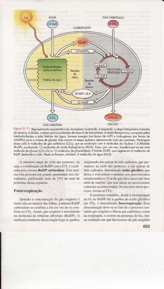 GÀ5OXIGÊNÌO
@GUCOSE
lì',,ril.liRepÍesentoçõoesquemóti.Òdo.ôroposiomosirondo,òesquerdq,oêiopoÍobquimko(Íeoç
decloro)e,ô direiro,o eiopoquímlcokêoçóêsdeêsc!roìdoÍoio$ínlese.A etopoÍoioquimico,componopelos
ÍotoÍos6riloçaese peloÍôióisedo óguo,Iomeceenergio(nq lormode ÀÌP) e hìdrcsênios(no lôho de
NADPH,IpotuÒsinlêsedeg icosê.Esioocotrenaeiopoquímico,denôminÕdocco dospeitoses.Podkipom
dese cicloó moléculosde góscorbônlco(co,), qle secomblnom.om ó moé.ulosde rÌbulose1,s-dlÍoíoto
lR!DP),produzindol2 moéculosdeócidofoíogllcerico(PGAJ.Estos,por suovez,ironsÍormqmeemomo
moéculqdes lcosê(CóHuOó)el0 moléc!osdes icsÕdeido3 fosfob(G3Pl,qre reseneromó moléc!asde
RuDP,fechondoo ciclo.Nestesefomom,tombém,ó moltruosdêósuo(H,O).
^
pdìncira ctâprìdo ciclo dâspentoses.ou
scjâ.acombinqào dâRUDPcomo CO. é caÌali
sad.ìpclacnrnnr RUDP càrboxilâse.Estr enzi
Ìnâcíá prcscntecm gr.ìndcquânli.ì.ìdcÌrosclo-
ropl.ìsLos.pcrfaTcndon is dc 15q. do totâÌ de
Prolcínâsdcssaorgâ!cl.ì.
Fotorrespiração
Quando a concentuaçãode gás oxiSêìio é
Ìnuitoaltano inierìordasfì1has.aenzimaRUDP
clrboxìlasesecombinaa eÌeenrvez de secoìì
binff aoCO,.AssinÌ.:ásoxigênioé inlfo&rzido
ìr nìoÌéculade ribulose difosfnto (RUDP). A
ìÌoÌéculafesultaÌrÌedessareaçàologo scqucbÌâ,
655
oÍiginandounì açúcardelÍês crrboDos,quc pcÍ
Ìnâneceno ciclo daspcnt(Ács,e um {çú.rr dc
doìscarbonos,denorÌxnadoácido eÌicólico.quc
deixao cloropÌastoe penetraDospcrcxis$mos
citopÌasÌnáÌicos.O ácidoglìcólicop.ìssâpoÌ ulna
sérìede rcações,queÌeÌÌììnício no pcroxissonxl
etefnìinxnamikr.ôndfÌa.No decoreÌ dessepm'
cesso.1ìfm.ìseCOr.
O processocompÌclo,desdea incorporrçao
do O, no RUDPaié a qucbm do ácìdoglicólico
cm COr. é derominado lbtorrëspirâção. Essr
cìcnonìnìaçãodeve seao fâtode o f()ccs$ con
suIniÌgásoxigênloelibeÍ.ìIgriscrrbônico.conro
narespìração.e ocorer â pÌcscnçàde Ìrz, úni-
ca condlçãoem quehá excessodc gásoxìgênìo
 