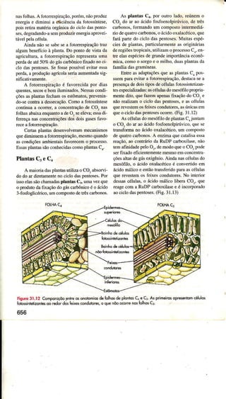 nasfolhâs.A fotoÍespiração,porém.nãoproduz
energìâe diminui a è*iciêncìada fotossíntese,
pois retiÌa matériâorgânicado ciclo dâspento-
ses,degrâdando-asemploduzirenergiââproveÌ-
távelpelâcéÌuÌa.
Ainda não sesâbesea fotorrespiraçãotÍaz
âlsum benefícioà plantâ.Do pontode vista da
agÌìcultura,a fotonespirâçaoÍepresentauma
perdadeaté50%dogáscaxbónicofixado noci-
clo daspentoses.SefossepossívelevitaÌessâ
perd4 a produçãoâgrícolaseriaaumentaclasig-
nificativamente.
A fotoÍespiraçãoé favorecìdâpor dias
quentes,secose bemiluminâdos.Nessascondi-
çôesasplantasfechan osestômâtos,prevenin-
do-seconta a dessecação.Comoa fotossíntese
continuaa ocorrer,a concentraçãode CO: nas
folhasabaixaenquantoadeO, seeleva;essadi
ferençanâsconcentÍaçõesdosdoisgasesfavo-
receaiotoÍespiração.
CeÌtasplântasdesenvolveraÌnmecânismos
quediminuemafotorrespiração,mesmoquando
ascondìçõesambìentaisfavorecemo processo.
EssâspÌantassãocoúecidas comoplântasCa.
PlantasCj e Ca
A maioriadaspÌantasutiliza o CO,âbsoÍvi_
do do ar diÌetamenteno cìclo daspentoses.Por
issoelassãochamâdasplantas Ctr.umavezqu€
o produtodafiÀaçaodogáscarbónicoe o lcìdo
3-fosfoglicérico.umcompostodetÉs carbonos
As plantâsCi, por outroladô,reúnemo
CO, do ar âoácidofosfoenoÌpirúvico,de iÌês
carbonos,foÍmândoum compostointermediá-
riodequatÍocmbonos,o ácidooxâÌacético,que
farápaúedo cicÌodaspentoses.Müitasespé-
ciesde plantas,pâÌticularmenteasoriginárìâs
deregiõestropicâìs,ulilizamo processoC4,en-
tle elasespécjesdegrândeimportânciâeconô-
mica, comoo sorgoe o milho, duasplântâsdâ
faÌnília dasgÍamíneâs.
Entre asadaptaçõesque asplantasC1pos-
suempaÍaevitaÌ â foto(espìração,destacâseâ
presençadedoistiposdecélulasfotossintetizân-
tesespecializadâs:ascélulasdomesófilopÌopÍìâ-
mentedito, quefazeÌ! apenasfixaçãodo COr e
nÃorealizamo ciclo daspentoses,e ascéluÌas
quercvestemosfeixescondutores,asúnicâsem
queo ciclodasp€ntosesocone.(Fig.31-12)
As célulasdomesófilodeplantasCajuntam
o CO, do aÌ ao ácidofosfoenolpiúvico, que se
trânsformano ácidooxalacético,um composto
dequâto carbonos.A enzimaquecatalisaessâ
reâção,ao contrárioda RUDPcarboxilase,não
temâÍìnidadepeloO,, demodoqueo CO,pode
serfixado eficientementemesmoemconcentrâ'
çõ€sâltâsdegásoxigênìo.Aindâ nascélulàsdo
mesófilo.o ácidooxalacéticoé conveúidoem
ácìdomdico e entãotransferidopaÌaâscéÌulâs
querevestemos feixescondutores.No interior
dessâscélúas, o ácido málico libeÍa Cq, que
reâgecom a RUDPcarboxilasee é incorporado
âocicÌodaspentoses.(Fis.31.13)
Figuro31.12 Comporcçõopnlrêo, onolomiosdeÍolhosdê plonid,C. e Ca.A6PrimeirusoPêenloF c6lulo,
folo$inleÍzonlesoo redordosfeixesconduiores,o quenõoocone nosÍolhosC:
656
 