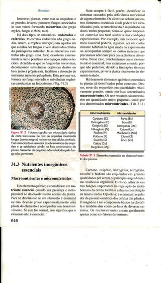 Miconìzas
Inúmerâsplantâs,ertre elasasoÍquídease
asgrândesáÌrores,possuemtungosassociados
àssuâs.aízesforÌnandomicorÌizâs (do grego
nyket, fúgo, eúin,Íaiz).
Há dois tìposde micorÍizas:endótrofas e
exótmfas. MicorrizâsendótÍofas(do gregoet
dos,dentro.e ÍropáoqnutÍìção)sãoaquelasem
queashifasdosfungosvivemdentrodascélulâs
do parênquimaÍadicuÌâÌ.JáâsmicoÍÌizâsexó-
hofas (do gÌego exor,fom) envolvernextema
ÍnenteaÌaiz epenetÌâmnosespâçosentreoste
cidos.AcÍedita-sequeostungosdasmicoÌrizas,
decompondosubstâncìâsoÍgânicasdenúoou
bemjunto àpnípriâÌaiz, fâciliternaabsorçãode
nutrientesmineraispeÌâplanta.Esta,porsuavez,
forneceaotungomorâdiâe substânciasorgâni
casproduzidasnâfotossíntese.(Fig. 3I .3)
Nem sempÍeé Íãcil, poréÌ& identificâÌ os
sìntomâscausadospeÌâdeficiênciânuúcionâl
dealgumelemento.Oscientistasachamqueou-
iÍos eÌementosessencìâisaindapodemseriden,
tiúcados,pois,seumeÌementoérequisitadoeÍn
dosesmuito pequenas,torna-sequaseìmpossí
vel controlaÌ suatotal ausêncìanascondições
experimentais.Por exemplo.um eÌementoquí
micoessenciaÌpoderia,digamos,serumcontâ
minântehâbituaÌdaáguausadâno exp€rìmento
ou âcompanharsemprôos outos minerâisqìre
precìsamosâdicionaÌpüa queapÌantâsedesen
voÌva.Nessecaso,concìuiríamosqueo eÌemen
to nAoé essenciâl,mâsestaríâmoserrândo.por
quenãopudemos,devidoa Ìimitaçõêstécnicas
experimentâis,privâÌ aplantârotâlmentedoele,
Hádezesseiselementosquímicosessenciais
àsplantasjáidentificadospeloscientisras.Des-
ses,novesãoÌ€queridosemquantidadesrelati-
vamentegrandes,sendopor isso denominados
mâcronutrientes.OsseteÍestantessãonecessá-
rìos emquantidâdesmxito pequenas,sendopor
issodenominadosmicronutrientes.(Tab.31.1)
Tobelo3l.l Elementosessencioisoodêsênvolvimen,
CaÌbono,oxigênio,hidrogênio.nitrogênio,
enxofree fósforosãoreqüeridosem srandes
quantidadesporseremosprìncipaisingredientes
dâsmoléculasorgânicas.O cálcio.alémdeou-
trasfunçõesinportantesnâregulaçãodo me&l-
bolismodacélula.tambémentranaconsÌituiçao
dâlamelamédia.Opotássioéo principalreguÌâ-
dordapressãoosmóticâdascélulasdasplântas.
Onasnésioéumconponentebásicodaclorofì-
la e tambématuacomoco-fâtordediversasen-
zimas.Os úicronutrìentesatuâmgeralmenÌe
apenascomoco fatoresdeenzimas.
tigurc 3ì.3 Fotomicrogrcfiooo mKrcÍópio ópiko
de corÌêkonsvero{de oz de orqurdmmosirondo
tunso5{ponrosnesrcrlnointeriordo5céluloscodicoi5.
Essodssdioçôoée$sên.iolòsobrwivênciodo orqui'
deae seerohelecêoindono ÍGe êmbrionóriodo
plonlq.Sementerdeorquíde nôo-inÍecrodospelofun
gô nõogeminom-
31,3Nutrientesinorgânicos
essencla$
Macronutrientes emicronutrientes
Umelementoquímicoéconsideradoumnu-
triente essencialquandosuapÌesençaé indis-
pensáveÌâodesenvolvimentonormaldaplanta.
Parasedeterminarseuú elemenroé essencìal
ou não,deve-seprivrÌ experimentalmenteuma
plantado eìementoeâcompânhâÌseudesenvol-
vimento.SeestefornormâI,issosignificâqueo
elementonãoéessenciâl-
646
JúocMuhiilio! Micronutienrr
corbono(c) FerolFe)
Hid@sênio(Hl Borc(B)
oxigônio(o) MqnsonêslMn)
Nihosêôio(N) Cobre(cul
Fó$bro{Pl Molibdênio(Mb)
Poró$io(K) cloro(cll
Ènrore {òJ Lt^<otLnt
cólcìolcol
Mosnésio(Ms)
 