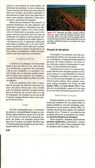 vigoÌoso, com produçãode muitasfolhas, em
deÍrimenrodr repÍoduçáo.A5sim.e inlere,san|-e
lomecerbaslanletuúogèniopâraumaculruÍade
alla.e.poÍe(emplo.cujoprodüroeploradoco-
meíciâìmenreea lo[ìa.JâemumaculuradeLo
mates,ondeo produtoexploradoéo fruto,deve.
sereduzira quanúdâdedenitrogênio.
Muitâçpe.oa,rorulamde Dáo-nâruÍâito
âlimentosproduzidosem solos âdubâdoscom
feúilizantesinoÌgânicos,defendendoumaadÈ
baçãopuramenteoÌgânica.Essavìsão,porém,
cârecedefundâmentosepensarmosqueoseÌe
menlosquímicotomecidospelosdoìrúporde
fertilizantessãoidênticos;nãoháqualqueÌdife.
Íencaentreo nirrogèniodeumâduboquímicoe
odo estrumedaffa. A ongemdes,âideiapode
eslarligadâa conÍuìàoqueselâ7enlreferÌjli-
zanteseâgrotóxicosiestesusadospaÌacombater
prrgaçqueâtacama5planrâ.o âgÌotóricos.de
Íaro.podem5erprejudicrarsà çaúde.pÍincipal-
mentesenãoforemaplicadoscoÌretamente.
AnÌlortânciadopHdosoÌo
A e6ciènciâda adubaçàoestádiretâmenle
Ìigadêaogrâudeacidezdo solo.AntesdeâpÌi-
câro( ÍeniU/ante5.o âgÌicuhordevedererminâr
o pH do çolo.corÍjgindo-o.senecessáno.Ser.
soloé ácido,deve-seadicionarcalcário(carbo-
nalodecálcioìparacorrigi-lo.Seé âlcalino.a
correçãoé feitapelaadiçãodesulfatosdesódio
O pH teln influênciadiretasobrca capaci-
dadede absorçãodosdiferenteselementosquí-
micospelaplanta.Mesmoqueo solocontenha
todososelementosessenciâis,âsplantâspodem
deixff de abso er um ou outro deles.seb pH
10Íinadequado.PorexempÌo,emumsolodepH
8 apÌantaconsegueabsorvercálcio,masé incâ-
pâzdeabsorverfer1o.
Ìnjgaçao
Um fatoÍ fundâmentalparao crescìmento
dasplantasé â disponibilidadedeáguano solo.
MuitâsregiõesdeséÍticas,âpesaÌdeteÍ soloféÌ-
til. sobo pontodevistade suâcomposiçãomi-
neral,sâopobresem vegetagãoporquefalta
água.Issoó evìdentenasregiõesdesérticasque
setomarâmâÌtâmenteprodutivaspormeiodâiÍ,
rigaçãoâÍtificid.(Fis.31.5)
648
tiguro 3ì.5 Plon|oçõode melõoirigodo orìificiol-
mênleêmregiõoóridodo Nodes|ehrGibiro(Mos-
soró,RN).Assimcomoesil, djwrcos rêqiõesdesórri-
cosdo Nordêd,eSrosileircêsrôoprcduzi;do Íru|osde
qceleniequdlidõdêgroçosoo, prccesssde nrigo
çõoodìliciol.
Fixaçãode nitrogênio
O nitrogênioé ümelementocujalalra acâr-
retalimìtaçãodÍásticado crescimentodâspÌan
tas.OnitÍogênioécomponentefundamentâldâs
pÍoteínâs,dos ácìdosnucÌéicose de váÌiâsou
tÌas molécuÌâsorgânicasfundamenraisà arqui
teturâeâofuncionamenrodâscélulas.
Épara<loxaÌqueosseresvivospossamapÍe
sentmdeficiênciadenirogênio quandoesseêle
mentoquímicoé o nais âbundanredâarmosfe-
Ía. O nihogênioatmosférico,no enranro,encon-
trâ-senafoÌmadegásnitÌogêúo (), quenãoé
utilizávelpelasplantas.Estassomenreconse-
guemutilizâr nitrogênionasformasde íons
amônio (NH) ou deíons nitrafo (NO;). Esses
doisíonssãoproduzidosâpaÍrir doN1por ação
dediveísostiposdebâctáiaspíesenresno solo.
Bactúiâslìx{donsdenil$gênio
Existembactáias no soÌocapazesderans-
forrÌar sásnitrogênio(N,) emaÌnônia(NH.). A
amôniacombina-secomíonshidÍogênio.tÌans-
formando-seno íon positivo âmônio(NH;), fâ-
cilmenteabsorvidopeÌasplantâs.Por.etirarem
nitrogêniodo ar,"fixando-o" emmoléculasque
aspÌantasâbsoÍvem,essasbâctériassãochâma-
dâsbâctériasíixadoÌâs denitrogênio.
Outrâsbactériâs,chamadasgeneÌicamente
bactéÌiâs nitÌificântes, transfonnamo amônio
emnitrato(NO), queé amaisimpoÍrantefonte
denilÌogênioparaasplantas.(Fig.31.6)
I
5
 