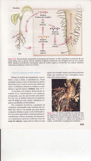 .::':
NHI
,*,t-
:r nÍnÍi<oniês
? ^.3*
BocÉrios It
omonificonta .y't
ïsìr,:E
# NO:
" rNir-tt
:,4
,,-r,..t:.,,.-:,..:-t,:t,,ì,:,...r-.r:.::..t:,-t::.:r:..:r
-._::.1..:.:ra
Figurc3l.ó Repe"-11ôdo esqJemólcoÕeprocê'so'oueo.o""r t soloe ouele"omo prodrcoode ors
"t'oro lNO,ì qJ-o. ponrosr_irzomBo(léosÍiodo05I ol bmo^ 9ó'li_íogeno{Nle- or.omo'io
{NHiJ.BocreriosomoniÍicqntêsdtrompõêmreslosde motéridorgônico,PrÒduzindoíonsomôniô.Bociérios
ninfkônteshonslormomomônioemiihoìos
Ìegião.porexemplo,müi1osâgricuÌtoÌespÌantaìì
feijáo.quercs1âuÌanosotoo nitrogènioconsu
midopelacuìtuâanterior.
Figúro3]17 Osnód!ospresenlesnosroízesdeplon_
iosleauminosossõocÕusqdospeo invosõôdoscélu-
osveóetolsporbociériosdogè""," Rhitubiún.A rc'
loçõoentreo bocrerioe o plôito lroz beneÍcloso
ombos,consiiiuindoumexempodêmuluolismo.
ÌrliL.i(,Ll.Ljilr'{ì!,1ìo]Úihxr(:riô.rLfÌ,riii]
Plantasda famí1iadâsleguminosas,como o
Íèijão, â soja.a alfafâ. o âÌnendoime!c.,fixânì
nìtogênio graçasà ição de bacléÌiasdo gêDeÌo
Ràizoóium.quevivem no inleÍìordascéluìâsdâs
râízes.As bactédâsinduzemascéÌuÌasase ÌÌul-
tipÌicar,o quedá origemâ nódulos. (Fig. 31.7)
As bâctérìâsdos nódulosâbsorvemgásni
trogôniodo :Ì. tranúoÌmandoo crÌ compostos
nitrogenâdos,que sãoaproleitidos peÌâpÌân!a.
Por suâ vez, âs pÌantasforneccm às bactérias,
âlém de âbrigoem suascélulâs,subsúnciasor
gânicâsproduzidasnâfotossíntese.
EìÌ condiçõesfavoráleis. a produção de
composto!nitrogenâdospela! bâctéÌiâsdosnó'
duÌos das Bizes ó Ìão gÍandeque pâÌte desses
compostosdifundesepaÍao solo.fenilizândo-o.
PoÌ isso celtos agÌicxÌÌores costumam pÌânÌar 3Ì-
ternadamentecüÌturâsde plantasnão legumino-
sft e Iegrnjnosâs,processoconhecidocomoro-
tâção de culttrrâs.Apó6 cultivarmilho em uma
649
 