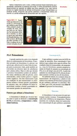 Apóso tratamenlocomo iodo,a folha-conÍoleÍicarálolalmenlêazul-
aíoxeada,mosÍandoa pÍesênçad€ amido.A íolhapaÍcialmentecob€da
dêsenvolvêrácor apenasna regiâoque Íicou€xpostaà luz. lssoocoÍre
porquena rêgiãoexpostaascélulascontinuâÍamâ Íâzêrlotossíntesee a
produziramido,enquanlonas parlescobertâsa íotossÍntêsêdêixoude
ocoírere o amidoexisÌentefoiconsumidosemserÍeposto,
FiguroQ3l.l-l Experi
menicquedomoníro o ob-
so4õoeoeliminoçõode
sôscoóônicopelosÍolhos.
Ìubos contendosoluçõode
vemelhode cresol,con e
sên loihqem seuinierior,
sôo hêÍìrêticomenbË€ho-
dose manlidosno clorce
no e*urc por ce.ÌoÍèmPo.
(AìSiluoçôôdo,tubosmon-
tidosnoescurô.{BlSiluoçõo
dostubosmonridosnõ luz.
Noteo mudonçodecordo
soluçõoindicodorode pH.
31.4 Fotossíntese
A grarÌdemaioriadosseresvivosdepende
diretaouìndiretamentedafotossíniese.O pro-
dutoprimáriodafoÌossínteseé a gÌicose,urn
âçúcarque,âlémdeserviÍcomofontedeêner
giâparaosprocessosvitais,podetâmbémser
convertidoem dive$os lipos de substânciâs
quêa plantautìliza.Hoje sesabequedurânte
o processofotossintéticopodemseÍproduzi
dasouúassubÍânciasaÌémdâglicose,como
aminoácidos,certosácidosgraxose alguns
ácidosorgânicos.Um fato interessênteé que
em condiçõesde âÌtâÌuminosidadeos cÌoro,
plastostendema formargrândesquantidades
de açúcares,mâs,em condiçõesde baixaÌu
rninosidade,aendemâ formaÌquântìdadesre-
lativamentegrândesdeaminoácidos.
Fatoresqueafetâma fotossíntese
A fotossínteseé afetadapoÌ diversoafato-
Íes,entreosquaissedestâcâma concentração
deCO, naârmosfera,a temperâfurâ e ainten,
sidadeIuminosa,
CfnccnrrçãodeCO.
O gáscarbônìcoconsriruiceÍcâde0,03%do
voÌumeda atmosferâ.EssaconcentÌaçãoé bem
inferioÌ àqueâplântâseriacâpazdeutilizar.Em
condìçô€sideâisdêÌuminosidadeedetempeÌaru-
râ, a Ìâxa de 1-otossínteseaumentapÌogressiva-
menteemfunçãodoaumentonaconcentraçãode
CO,noâr,âtéatingiÍcercade0,37ó.A partirdaí,
aumentosnaconcentíaçãodeCO,deixamdepro-
duziÌâumentoconelatonâtââ deforossíntese.
No ambientenatuml,emcondiçõesideâisde
luminosidadee detempeÍatura,a plantasónão
realizaatâxamáximadefotossínreseporquenão
há gáscârbônicosuficientena atmosfela.Diz-
se,então,queo CO,esú âtuândocomofâfor li-
mitânte doprocessodefotossíntese.
TemÈLàluÌr
A fotossínteseé umprocessodo quâtpaÌ,
ticipammuitasenzimas.Conseqüentemente,
sofÌeforteinfluênciada temperatura.Plântas
mântidasemcondiçõesideaisde luminosidâ-
deeconcentrâçãodegáscarbônicoaumentam
651
 