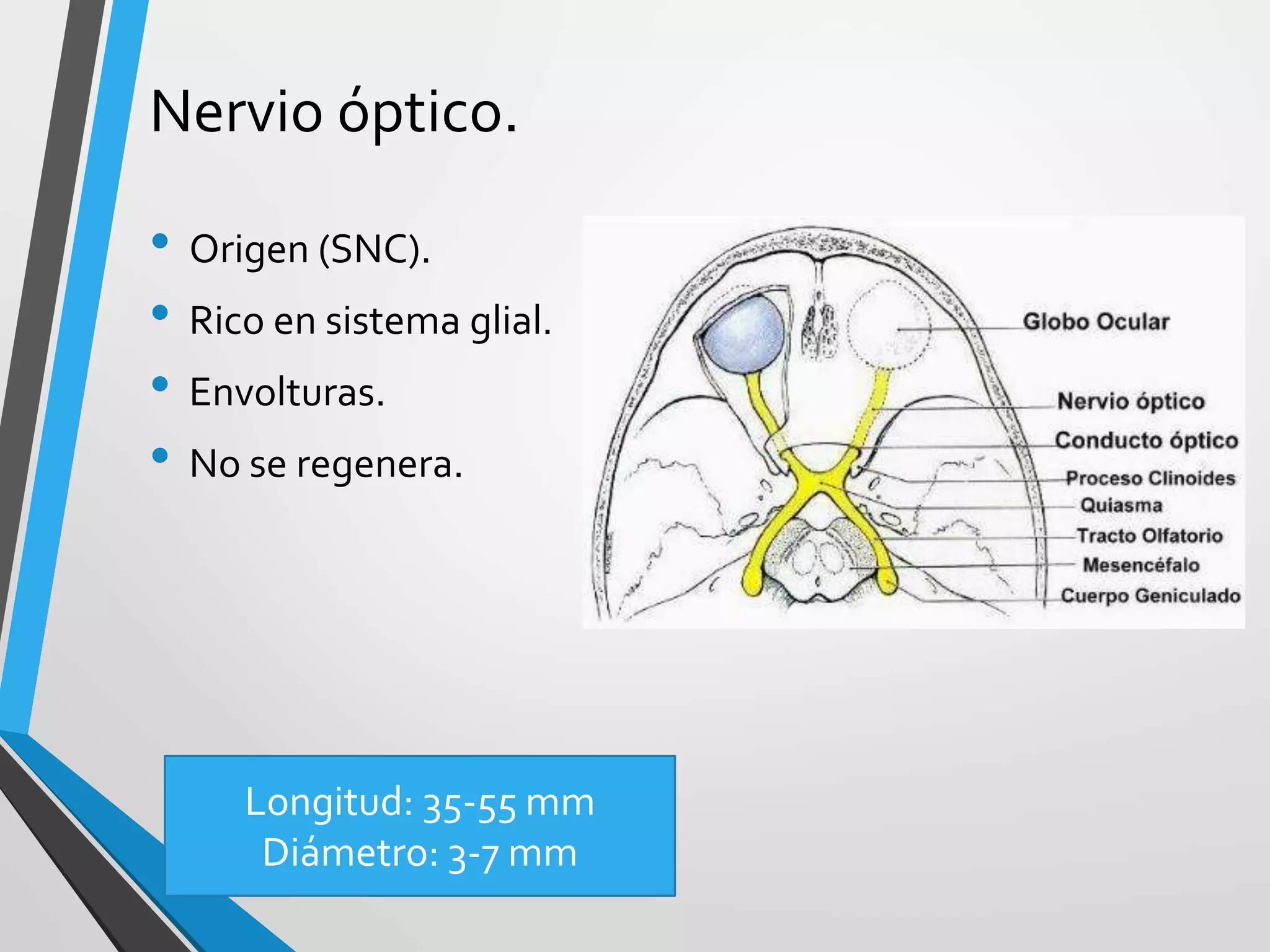Enfermedades del nervio óptico | PPT