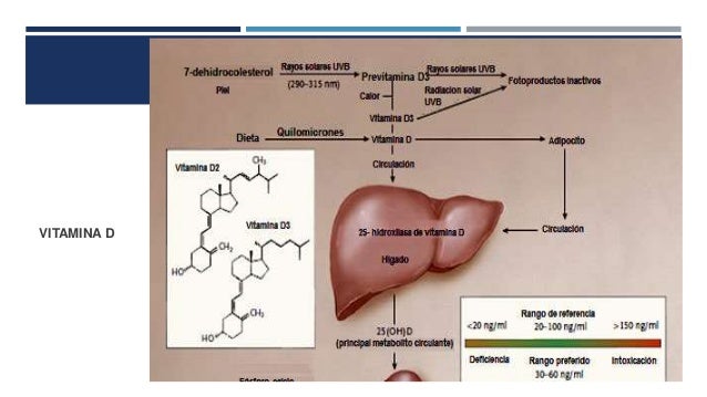 Aprender cómo metabolismo lipoproteinas