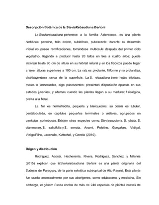 Descripción Botánica de la SteviaRebaudiana Bertoni
La Steviarebaudiana pertenece a la familia Asteraceae, es una planta
herbácea perenne, tallo erecto, subleñoso, pubescente; durante su desarrollo
inicial no posee ramificaciones, tornándose multicaule después del primer ciclo
vegetativo, llegando a producir hasta 20 tallos en tres a cuatro años; puede
alcanzar hasta 90 cm de altura en su hábitat natural y en los trópicos puede llegar
a tener alturas superiores a 100 cm. La raíz es pivotante, filiforme y no profundiza,
distribuyéndose cerca de la superficie. La S. rebaudiana tiene hojas elípticas,
ovales o lanceoladas, algo pubescentes; presentan disposición opuesta en sus
estados juveniles, y alternas cuando las plantas llegan a su madurez fisiológica,
previa a la floral.
La flor es hermafrodita, pequeña y blanquecina; su corola es tubular,
pentalobulada, en capítulos pequeños terminales o axilares, agrupados en
panículas corimbosas. Existen otras especies como: Steviaeupotoria, S. obata, S.
plummerae, S. salicifolia y S. serrata. Anami, Poletine, Gonçalves, Vidigal,
VidigalFilho, Lacanallo, Kvitschal, y Gonela (2010).
Origen y distribución
Rodríguez, Acosta, Hechevarría, Rivera, Rodríguez, Sánchez, y Milanés
(2015) explican que laSteviarebaudiana Bertoni es una planta originaria del
Sudeste de Paraguay, de la parte selvática subtropical de Alto Paraná. Esta planta
fue usada ancestralmente por sus aborígenes, como edulcorante y medicina. Sin
embargo, el género Stevia consta de más de 240 especies de plantas nativas de
 