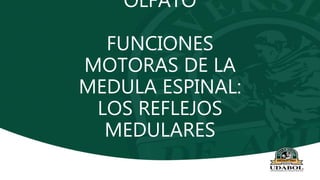 OLFATO
FUNCIONES
MOTORAS DE LA
MEDULA ESPINAL:
LOS REFLEJOS
MEDULARES
 