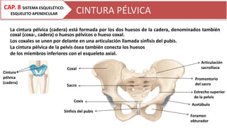 CINTURA PÉLVICA
La cintura pélvica (cadera) está formada por los dos huesos de la cadera, denominados también
coxal (coxa-, cadera) o huesos pélvicos o hueso coxal.
Los coxales se unen por delante en una articulación llamada sínfisis del pubis.
La cintura pélvica de la pelvis ósea también conecta los huesos
de los miembros inferiores con el esqueleto axial.
Cintura
pélvica
(cadera)
Coxal
Sacro
Coxis
Sínfisis del pubis
Articulación
sacroilíaca
Promontorio
del sacro
Estrecho superior
de la pelvis
Acetábulo
Foramen
obturador
CAP. 8 SISTEMA ESQUELÉTICO:
ESQUELETO APENDICULAR
 
