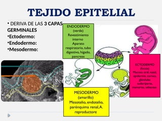 Comprehensive Overview of Epithelial and Glandular Tissue Structure and ...