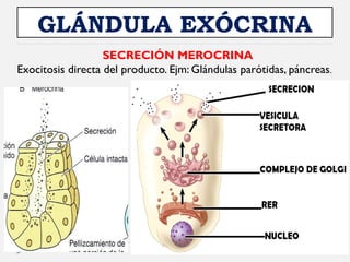 Comprehensive Overview of Epithelial and Glandular Tissue Structure and ...