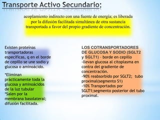Existen proteínas
transportadoras
específicas, q en el borde
de cepillo se une sodio y
glucosa o aminoácido.
*Eliminan
prácticamente toda la
glucosa y aminoácidos
de la luz tubular
*Salen por la
membrana basolateral;
difusión facilitada.
LOS COTRANSPORTADORES
DE GLUCOSA Y SODIO (SGLT2
y SGLT1) – borde en cepillo
-llevan glucosa al citoplasma en
contra del gradiente de
concentración.
-90% reabsorbido por SGLT2; tubo
proximal(segmento S1)
-10% Transportados por
SGLT1;segmento posterior del tubo
proximal.
acoplamiento indirecto con una fuente de energía; es liberada
por la difusión facilitada simultánea de otra sustancia
transportada a favor del propio gradiente de concentración.
 