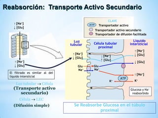 Glucosa y Na+
reabsorbido
↓ [Na+]
↑ [Glu]
Glu
Na+
Glu
Na+
↓ [Glu]
↑ [Na+]
K+
K+
Luz
tubular Célula tubular
proximal
Líquido
intersticial
↑ [Na+]
↓ [Glu]
↑ [Na+]
↓ [Glu]
↑ [Na+]
↓ [Glu]
↑ [Na+]
↓ [Glu]
El filtrado es similar al del
líquido intersticial
Transportador activo secundario
Transportador de difusión facilitada
Transportador activo
CLAVE
Se Reabsorbe Glucosa en el túbulo
proximal
Luz tubular Célula
(Transporte activo
secundario)
Célula LEC
(Difusión simple)
Reabsorción: Transporte Activo Secundario
 