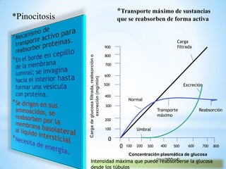 *Transporte máximo de sustancias
que se reabsorben de forma activa*Pinocitosis
Cargadeglucosafiltrada,reabsorcióno
excreción(mg/min)
0 100 200 300 400 500 600 700 800
0
100
200
300
400
500
600
700
800
900
Carga
filtrada
Normal
Transporte
máximo
Umbral
Excreción
Reabsorción
Concentración plasmática de glucosa
(mg/100ml)Intensidad máxima que puede reabsorberse la glucosa
desde los túbulos
 
