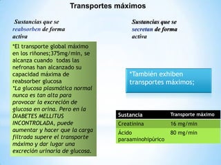 *También exhiben
transportes máximos;
Sustancia Transporte máximo
Creatinina 16 mg/min
Ácido
paraaminohipúrico
80 mg/min
Transportes máximos
Sustancias que se
reabsorben de forma
activa
Sustancias que se
secretan de forma
activa
*El transporte global máximo
en los riñones;375mg/min, se
alcanza cuando todas las
nefronas han alcanzado su
capacidad máxima de
reabsorber glucosa
*La glucosa plasmática normal
nunca es tan alta para
provocar la excreción de
glucosa en orina. Pero en la
DIABETES MELLITUS
INCONTROLADA, puede
aumentar y hacer que la carga
filtrada supere el transporte
máximo y dar lugar una
excreción urinaria de glucosa.
 