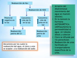 Reabsorción de Na+
Reabsorción de H2O
Potencial
negativo en
la luz
Concentra -
ción de Cl-
en la luz
Concentra-
ción de
urea en la
luz
Reabsorción
pasiva del Cl-
Reabsorción
pasiva de
urea
Mecanismo por los cuales la
reabsorción del agua, el cloro y urea
se acoplan a la reabsorción de sodio
• Arrastre del
disolvente(al
movimiento del
agua se mueven
solutos).
• En la ósmosis la
hormona
ANTIDIURÉTICA
(ADH)aumenta la
permeabilidad al
agua en túbulos
distal y colector .
• Cloro se difunde por
vía paracelular.
• Reabsorción de urea
facilitada por
transportadores
específicos de la
urea.
 
