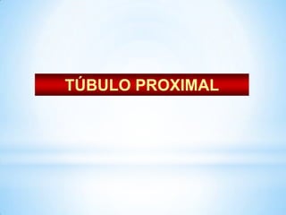 TÚBULO PROXIMAL
 