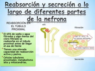 *El 65% de sodio y agua
filtrados y algo menos del
cloro filtrado se
reabsorbe en el túbulo
proximal antes de llegar
el asa de Henle
*Tienen una elevada
capacidad de reabsorción
activa y pasiva.
*Células tubulares
proximales; metabolismo
alto y mitocondrias.
REABSORCIÓN EN
EL TÚBULO
PROXIMAL
Isosmótico
65%
filtración
Secreción
 