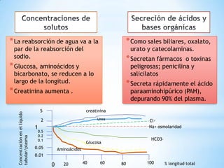 *La reabsorción de agua va a la
par de la reabsorción del
sodio.
*Glucosa, aminoácidos y
bicarbonato, se reducen a lo
largo de la longitud.
*Creatinina aumenta .
*Como sales biliares, oxalato,
urato y catecolaminas.
*Secretan fármacos o toxinas
peligrosas; penicilina y
salicilatos
*Secreta rápidamente el ácido
paraaminohipúrico (PAH),
depurando 90% del plasma.
creatinina
Na+ osmolaridad
Cl-
HCO3-
Glucosa
Aminoácidos
Urea
0
0.01
0.05
0.5
0.2
0.1
1
5
2
20 40 60 80 100 % longitud total
Concentraciónenellíquido
tubular/plasma
 