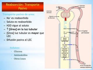 Arteriola
eferente
Capilar
peritubular
Cápsula
de Bowman
Arteriola
aferente
NaCl NaCl
Na +
Soluto
Na +
H2O sigue
al soluto
A la circulación
venosa sistémica
Transporte pasivo de urea:
– Na+ es reabsorbido
– Soluto es reabsorbido
– H2O sigue al soluto
– [Úrea] en la luz tubular
– [Úrea] luz tubular es mayor que
LEC
– Difusión pasiva al LEC
H2O
Úrea Úrea
Menos
soluto:
osmolaridad
↓
Volumen
disminuye
pero la
cantidad de
Úrea no
cambia:
[Úrea] ↑
NaCl
Solut
o
H2O
Úrea
Reabsorción: Transporte
Pasivo
Soluto
Solutos:
• Glucosa
• Aminoácidos
• Otros iones
 