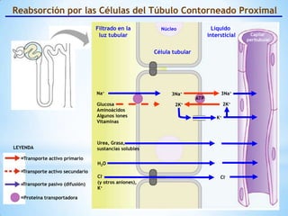 ATP
Reabsorción por las Células del Túbulo Contorneado Proximal
Célula tubular
Líquido
intersticial
Filtrado en la
luz tubular Capilar
peritubular
Núcleo
Glucosa
Aminoácidos
Algunos iones
Vitaminas
Na+
H2O
Cl-
(y otros aniones),
K+
Urea, Grasa,
sustancias solubles
3Na+
Cl-
2K+
3Na+
2K+
K+
Transporte activo primario
Transporte activo secundario
Transporte pasivo (difusión)
Proteína transportadora
LEYENDA
 