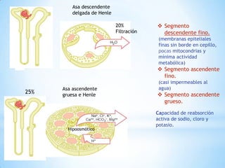 Asa descendente
delgada de Henle
Asa ascendente
gruesa e Henle
25%
Hipoosmótico
 Segmento
descendente fino.
(membranas epiteliales
finas sin borde en cepillo,
pocas mitocondrias y
mínima actividad
metabólica)
 Segmento ascendente
fino.
(casi impermeables al
agua)
 Segmento ascendente
grueso.
20%
Filtración
Capacidad de reabsorción
activa de sodio, cloro y
potasio.
 