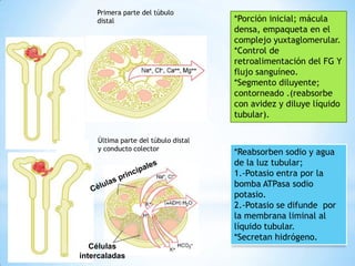 Células
intercaladas
Primera parte del túbulo
distal
Última parte del túbulo distal
y conducto colector
*Porción inicial; mácula
densa, empaqueta en el
complejo yuxtaglomerular.
*Control de
retroalimentación del FG Y
flujo sanguíneo.
*Segmento diluyente;
contorneado .(reabsorbe
con avidez y diluye líquido
tubular).
*Reabsorben sodio y agua
de la luz tubular;
1.-Potasio entra por la
bomba ATPasa sodio
potasio.
2.-Potasio se difunde por
la membrana liminal al
líquido tubular.
*Secretan hidrógeno.
 