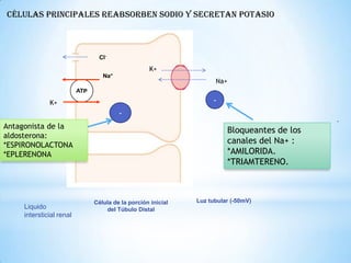 Na+
Célula de la porción inicial
del Túbulo Distal
-
K+
Na+
Luz tubular (-50mV)
Liquido
intersticial renal
-
-
Bloqueantes de los
canales del Na+ :
*AMILORIDA.
*TRIAMTERENO.
Antagonista de la
aldosterona:
*ESPIRONOLACTONA
*EPLERENONA
K+
CÉLULAS PRINCIPALES REABSORBEN SODIO Y SECRETAN POTASIO
 