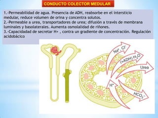 CONDUCTO COLECTOR MEDULAR
1.-Permeabilidad de agua. Presencia de ADH, reabsorbe en el intersticio
medular, reduce volumen de orina y concentra solutos.
2.-Permeable a urea, transportadores de urea; difusión a través de membrana
luminales y basolaterales. Aumenta osmolalidad de riñones.
3.-Capacidadad de secretar H+ , contra un gradiente de concentración. Regulación
acidobácico
 