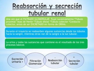 Una vez que el FILTRADO GLOMERULAR fluye sucesivamente;*Túbulo
proximal *Asas de Henle *Túbulo distal *Túbulo colector *Conducto
colector, antes de ser EXCRETADO en forma de ORINA.
Durante el trayecto se reabsorben algunas sustancias desde los túbulos
hacia la sangre, mientras otras van de la sangre a la luz tubular.
La orina y todas las sustancias que contiene es el resultado de los tres
procesos básicos
Excreción
urinaria = Filtración
Glomerular
-
Reabsorción
tubular
+
Secreción
tubular
 