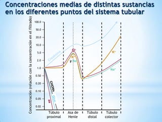 Concentraciones medias de distintas sustancias
en los diferentes puntos del sistema tubular
Túbulo
proximal
Asa de
Henle
Túbulo
distal
Túbulo
colector
100.0
50.0
20.0
10.0
5.0
2.0
1.0
0.50
0.20
0.10
0.05
0.02
Cl-
K+
y Na+
K+
Na+
Concentración(relaciónconlaconcentraciónenelfiltrado)
 