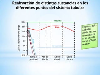 Reabsorción de distintas sustancias en los
diferentes puntos del sistema tubular
Túbulo
proximal
Asa de
Henle
Túbulo
distal
Túbulo
colector
100.0
50.0
20.0
10.0
5.0
2.0
1.0
0.50
Creatinina
Cantidadporminuto(mg)
Insulina
Urea
 