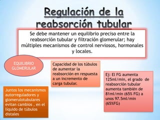 Se debe mantener un equilibrio preciso entre la
reabsorción tubular y filtración glomerular; hay
múltiples mecanismos de control nerviosos, hormonales
y locales.
EQUILIBRIO
GLOMERULAR
Capacidad de los túbulos
de aumentar la
reabsorción en respuesta
a un incremento de
carga tubular.
Ej: El FG aumenta
125ml/min, el grado de
reabsorción tubular
aumenta también de
81ml/min (65% FG) a
unos 97.5ml/min
(65%FG)
Juntos los mecanismos
autorreguladores y
glomerulotubulares
evitan cambios , en el
líquido de túbulos
distales
 
