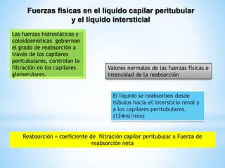 Fuerzas físicas en el líquido capilar peritubular
y el líquido intersticial
Las fuerzas hidrostáticas y
coloidosmóticas gobiernan
el grado de reabsorción a
través de los capilares
peritubulares, controlan la
filtración en los capilares
glomerulares.
Valores normales de las fuerzas físicas e
intensidad de la reabsorción
El líquido se reabsorben desde
túbulos hacia el intersticio renal y
a los capilares peritubulares.
(124ml/min)
Reabsorción = coeficiente de filtración capilar peritubular x Fuerza de
reabsorción neta
 
