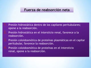 1. Presión hidrostática dentro de los capilares peritubulares;
opone a la reabsorción.
2. Presión hidrostática en el intersticio renal, favorece a la
reabsorción.
3. Presión coloidosmótica de proteínas plasmáticas en el capilar
peritubular, favorece la reabsorción.
4. Presión coloidosmótica de proteínas en el intersticio
renal, opone a la reabsorción.
Fuerza de reabsorción neta
 