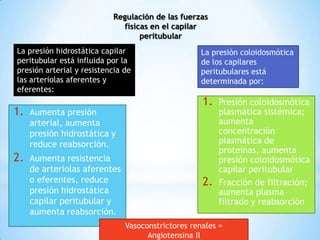 1. Aumenta presión
arterial, aumenta
presión hidrostática y
reduce reabsorción.
2. Aumenta resistencia
de arteriolas aferentes
o eferentes, reduce
presión hidrostática
capilar peritubular y
aumenta reabsorción.
1. Presión coloidosmótica
plasmática sistémica;
aumenta
concentración
plasmática de
proteínas, aumenta
presión coloidosmótica
capilar peritubular
2. Fracción de filtración;
aumenta plasma
filtrado y reabsorción
Regulación de las fuerzas
físicas en el capilar
peritubular
La presión hidrostática capilar
peritubular está influida por la
presión arterial y resistencia de
las arteriolas aferentes y
eferentes:
La presión coloidosmótica
de los capilares
peritubulares está
determinada por:
Vasoconstrictores renales =
Angiotensina II
 