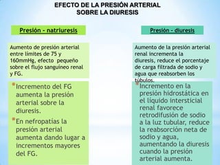 *Incremento del FG
aumenta la presión
arterial sobre la
diuresis.
*En nefropatías la
presión arterial
aumenta dando lugar a
incrementos mayores
del FG.
*Incremento en la
presión hidrostática en
el líquido intersticial
renal favorece
retrodifusión de sodio
a la luz tubular, reduce
la reabsorción neta de
sodio y agua,
aumentando la diuresis
cuando la presión
arterial aumenta.
EFECTO DE LA PRESIÓN ARTERIAL
SOBRE LA DIURESIS
Presión - natriuresis
Aumento de presión arterial
entre límites de 75 y
160mmHg, efecto pequeño
sobre el flujo sanguíneo renal
y FG.
Presión – diuresis
Aumento de la presión arterial
renal incrementa la
diuresis, reduce el porcentaje
de carga filtrada de sodio y
agua que reabsorben los
túbulos.
 