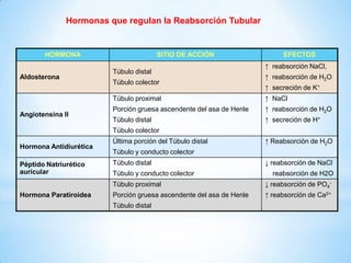 HORMONA SITIO DE ACCIÓN EFECTOS
Aldosterona
Túbulo distal
Túbulo colector
↑ reabsorción NaCl,
↑ reabsorción de H2O
↑ secreción de K+
Angiotensina II
Túbulo proximal
Porción gruesa ascendente del asa de Henle
Túbulo distal
Túbulo colector
↑ NaCl
↑ reabsorción de H2O
↑ secreción de H+
Hormona Antidiurética
Última porción del Túbulo distal
Túbulo y conducto colector
↑ Reabsorción de H2O
Péptido Natriurético
auricular
Túbulo distal
Túbulo y conducto colector
↓ reabsorción de NaCl
reabsorción de H2O
Hormona Paratiroidea
Túbulo proximal
Porción gruesa ascendente del asa de Henle
Túbulo distal
↓ reabsorción de PO4
-
↑ reabsorción de Ca2+
Hormonas que regulan la Reabsorción Tubular
 