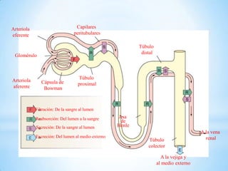 Arteriola
eferente
Glomérulo
Arteriola
aferente
Cápsula de
Bowman
Túbulo
proximal
Túbulo
colector
Asa
de
Henle
Capilares
peritubulares
Túbulo
distal
A la vejiga y
al medio externo
A la vena
renal
Filtración: De la sangre al lumen
Reabsorción: Del lumen a la sangre
Secreción: De la sangre al lumen
Excreción: Del lumen al medio externo
 