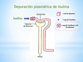 Inulina
Depuración plasmática de inulina
Glomérulo
Cápsula
de Bowman
1 ml de plasma
1 mg de Inulina
1 mg de Inulina/1 ml
de plasma
Orina
 