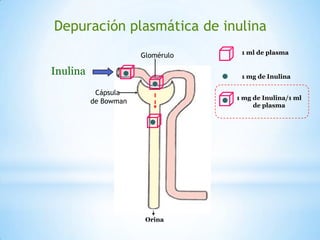 Inulina
Depuración plasmática de inulina
Glomérulo
Cápsula
de Bowman
1 ml de plasma
1 mg de Inulina
1 mg de Inulina/1 ml
de plasma
Orina
 