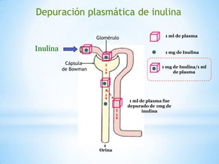 1 ml de plasma
1 mg de Inulina
1 mg de Inulina/1 ml
de plasma
Inulina
Depuración plasmática de inulina
Glomérulo
Cápsula
de Bowman
1 ml de plasma fue
depurado de 1mg de
inulina
Orina
 