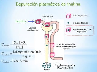1 ml de plasma
1 mg de Inulina
1 mg de Inulina/1 ml
de plasma
Inulina
Depuración plasmática de inulina
Glomérulo
Cápsula
de Bowman
1 ml de plasma fue
depurado de 1mg de
inulina
Orina
[Uinu]=125mg/ml y
Qurin=1ml/min
min/125
/1
min/1/125
][
][
mlC
mlmg
mlmlmg
C
P
QU
C
inulina
inulina
inu
Uinu
inulina
 