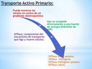 Transporte Activo Primario:
Puede moverse los
solutos en contra de un
gradiente electroquímico
Hay un acoplado
directamente a una fuente
de energía (hidrólisis de
ATP)
ATPasa; componente del
mecanismo de transporte
que liga y mueve solutos.
*ATPasa sodio-potasio.
*ATPasa hidrógeno.
*ATPasa hidrógeno–potasio.
*ATPasa calcio.
 